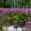 large stand purple loosestrife by pond