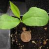 Magnolia acuminata seedling