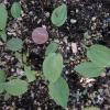 Maianthemum racemosum seedling
