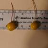 yellow crabapples against ruler  measure about 1 cm diameter