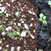 two views of germinated wild bergamot