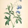 Redoute drawing of Myosotis scorpioides