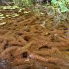 brownish fluffy strands covering top of water