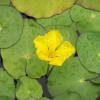 fringed yellow flower, heart shaped leaves, floating in water