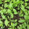 Parthenium integrifolium seedlings