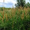 reed canary grass