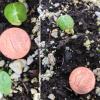 large cotyledons, first true leaves curl into umbrella