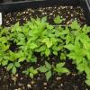 Porteranthus-trifoliatus (Gilenia trifolia) seedlings