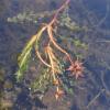 curly leaves of pondweed