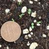 very small cotyledons of narrow leaved mountain ming