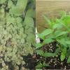 Pycnanthemum virginianum seedling composite