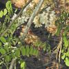 compound leaves, drooping raceme of white flowers