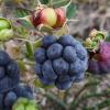 dark blue-black berries with "bloom"