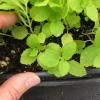 Scrophularia lanceolata seedlings