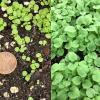 composite cotyledons & first leaves Scrophularia