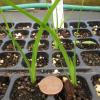 Sisyrinchium montanum seedlings