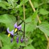 small dark purple flowers with yellow centers