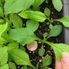 Solidago arguta seedlings