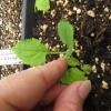 Solidago flexicaulis seedlings