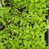 Solidago nemoralis seedlings