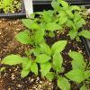 Solidago ulmifolia seedlings