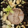 Spiraea tomentosa seedlings