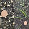 looks like a grass seedling