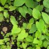 Symphyotrichum lowrieanum seedlings