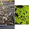 Symphyotrichum novae-angliae seedlings