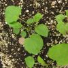 Symphyotrichum undulatum seedlings