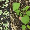 wavy leaved aster cotyledons & seedlings