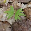 basswood cotyledon & first true leaf