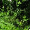 parsley like foliage & flower