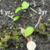 painted trillium seedlings, 1 year post sowing & 2 yr post sowing