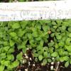 Vernonia species seedlings