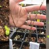 cotyledons, seedling, fall twig