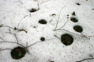 Skunk cabbage melting through snow