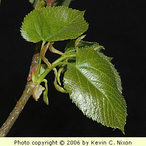 Tilia americana leaf