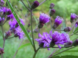 NY ironweed flower close-up