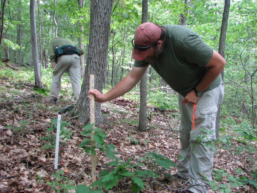 measuring saplings for deer browse